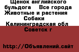 Щенок английского бульдога  - Все города Животные и растения » Собаки   . Калининградская обл.,Советск г.